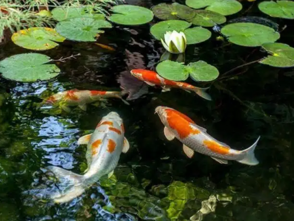 Kolam Koi yang Harmonis